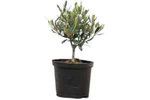 Olivo Natural Miniatura - Planta Viva - Árbol Enano Mediterráneo - Regalo Original y Sostenible