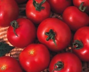 JustSeed - Organic Seed Vegetable - Suffolk Herbs - Tomato - Moneymaker - Pictorial Pack