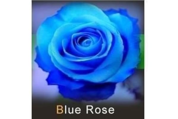 les colis noirs lcn Lot de 20 Graine Rose Rosier Bleu
