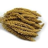 1 x bolsa de 1 kg Pet Ting Millet Sprays Naturalmente crecido y mano Picked 1 kg