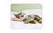 Produktbild Schöne Schlafenkätzchen Mauspad Pad - Katzen-Katzen-Mamma-Geschenk PC Computer # 8265