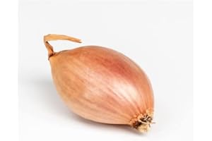 DEBAERE Jermor 500 gr Echalotes a repiquer