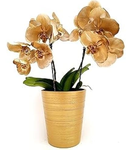 POWERS TO FLOWERS - TILLANDSIA SAMANTHA XXL, Bromelia, Pianta Dell'aria - 14