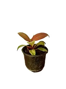 Root Bridges Philodendron Red King Plant (Pot Included) (4