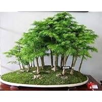 30 Wacholder Bonsai-Baum-Samen Topfblumen Büro Bonsai reinigen die Luft absorbieren schädliche Gase
