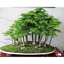 bambus shop Nicht-ausluferbildender Bambus Kollektion (x2) - Fargesia robusta  campbell, fargesia scabrida asian wonder