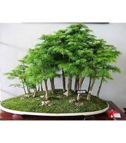 Sibirischer Holzapfel, Malus Baccata, Baum 30 Samen, (Hardy, Fast,  Fragrant) : Amazon.de: Garten