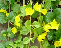 gemischtes Pflanzensortiment mit 25 Pflanzen Teichpflanzen Teichpflanze Teich - 7