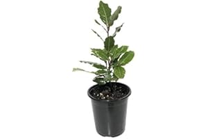 CAMBRIDGE BEE Live Real - Bay Leaf Tree Plant - Laurus nobilis, Bay Tree - Cooking herb - in 9cm Pot