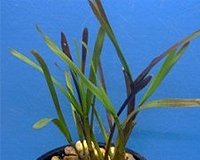 gemischtes Pflanzensortiment mit 25 Pflanzen Teichpflanzen Teichpflanze Teich - 9