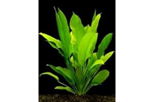 PONDPLANTSUK Echinodorus Bleheri - submerged - Aquarium 5 Strands