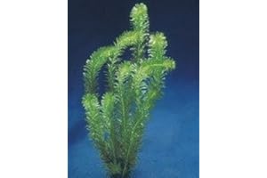 Egeria densa aquatic plant Los