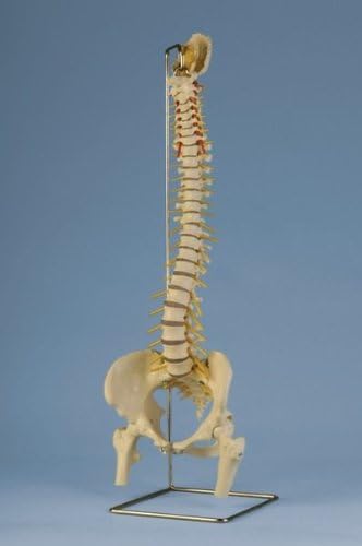 Anatomy Model – Skeleton and Models – Backbone – Flexible Vertebral Column with Female Pelvis, Femur Heads and Tripod