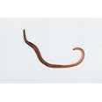 Livefoods4u Small Dendrobaena Worms - Approx 35 (50-75mm) Live Food for Reptiles, Amphibians & Fishing Bait