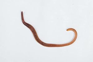 Livefoods4u Small Dendrobaena Worms - Approx 35 (50-75mm) Live Food for Reptiles, Amphibians & Fishing Bait