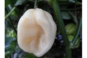 ZEWOOL Heirloom Heritage hot Chile Pepper Seeds. Habanero Creamy White Certified Organic Grower