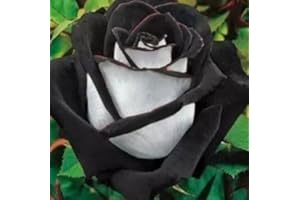 EXOTIC PLANTS Rose black-white - Rose weiß mit schwarzem Rand - 10 Samen