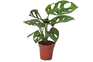 DECOALIVE Monstera Obliqua Adansonii Monkey Mask Mini Planta en Maceta de 5cm Planta Natural Monstera de Interior