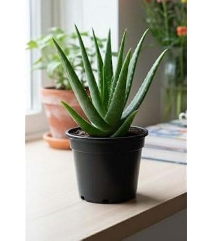 Live Black Aloe Vera  Rare Succulent with Medicinal & Air Purifying  Properties | For Indoor/Outdoor | Healing & Decorative for Home, Garden &  Office : Amazon.in: Garden & Outdoors