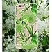 Price comparison product image iPhone 8 Case,iPhone 7 Case,Girls Aloha Beach Green Summer Bahama Leaves Funny Cute Summer Plants Big Leaf Tropical Palm Leaves Hawaii Love Case for Women Clear Soft Case for iPhone 8/iPhone 7