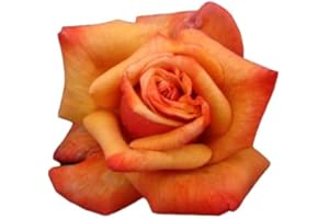 GIFTAPLANT Rose Remember ME -Sympathy Gifts, Rememberance Gifts,Floral Rose Tributes