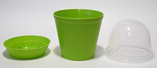 Seedeo Bonsai Anzuchtset Roter Fächerahorn (Acer palmatum atropurpureum) - 3