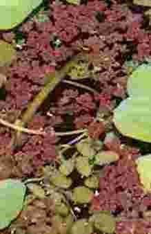 Mühlan – Gartenteich Schwimmpflanzenmix, 8 ausgewachsende Pflanzen, je 2 x Wassernuss, Muschelblume, Büschelfarn, Froschbiss - 6