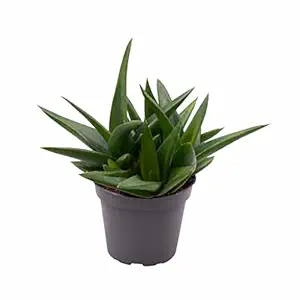 Creative Farmer Office Plants Aloe Black Gem (Alworthia 'Black Gem'), 8.5 Cm Pot Pet Friendly (Air Purifier Healthy Live Plant)