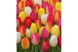 TULIPS BY MILLTHORPE PLANT CENTRE Triumph Tulips Bulbs - 100 Mixed - Create a Stunning Spring Display - The Great British Bulb Company