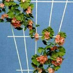 Rosenspalier 61000 150x75 cm braun