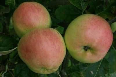 Heritage Cooking apple 'Scotch Dumpling'