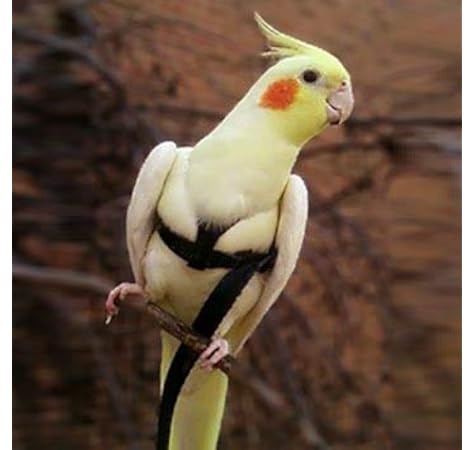 cocktail white parrot