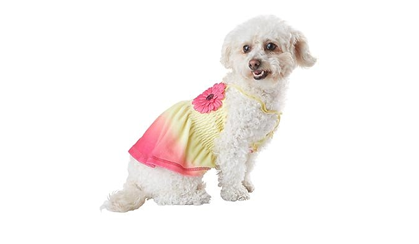 smoochie pooch harness