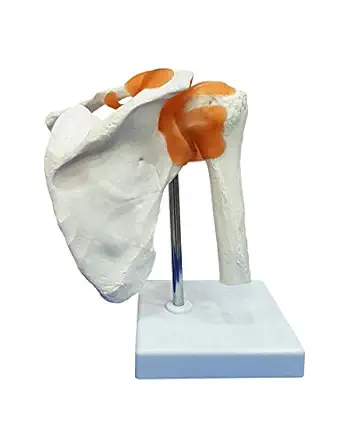 TeachingNest | Shoulder Joint Model Flexible PVC Plastic | Anatomical Model