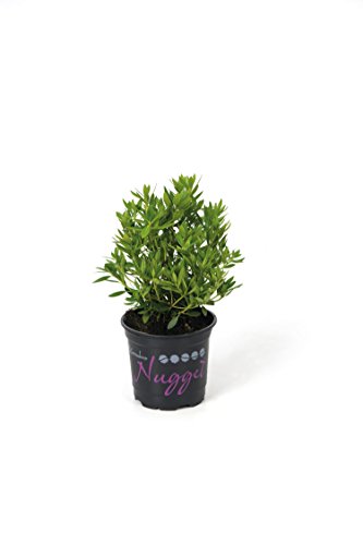 !!WELTNEUHEIT!! Bloombux® – flower & form by INKARHO® 15 – 20 cm Nugget - 2