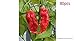 Produktbild Virtue Bhut Jolokia Ghost Pepper Seeds Chili Rare Sowing Balcony Vegetable Fruit 80 seeds