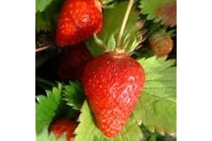 HORTIFLOR BUREAU Fraisier Gariguette BIO- (lot de 6 pieds)