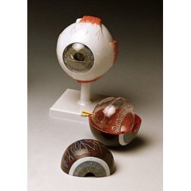 Classic Human Eye Model by Anatomical Chart Company
