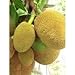 Produktbild JACKFRUIT SEEDS 10 Seeds/pack - Giant Jackfruit by Enjoy_Shop