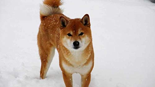 Nackenmassagegerät DAS Original Donnerberg® Shiatsu Massage und Akupressurmatte Mini Berg im Set