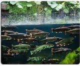 Luxlady Gaming Mousepad IMAGE ID: 25731629 Flock of rainbow trout swimming in blue green water seen through aquarium window