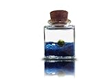  LUFFY Marimo Moss Balls  Marimo Ball - Nano Aquarium Pflanze Mit Blauem Sand  Japanisch SELTEN Lebende Terrarium Mooskugeln Deko Set