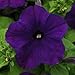 Produktbild Bloomgreen Co. Bloom Green Co. PETUNIA LILA Blumensamen (AVG 50-100) SEEDS X 1 PAKET