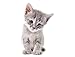 Produktbild decorwelt | Wandtattoo Katze Grau S- 39x60 cm Wandaufkleber Sticker Kinderzimmer 3D XXL Deko Tiere Natur Wandsticker Baby Mädchen Junge