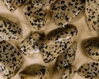Dalmation Large Tumble Stone