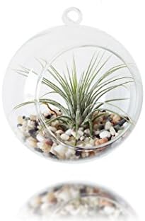Air Plant In Hanging Glass Terrarium - Tillandsia Ionantha Rubra In Hanging Plant Pot With Colorful Pebbles - Terrarium Decor - Air Plant Flower Pot Display