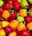 Produktbild Mini Belle Pepper Mix - 50 Seeds - GARDEN FRESH PACK! by Livingston