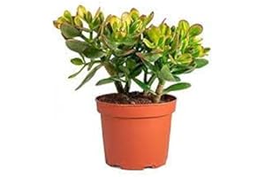 PCMOVILES Cactus Suculenta Grassula Ovata o Arbol de Jade en maceta de 8.5cm (planta viva)
