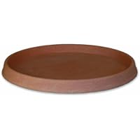Platillos para plantas | Amazon.es