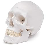 Cranstein E-240 Human Skull, life-size, 3 parts